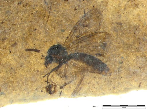 Diptera