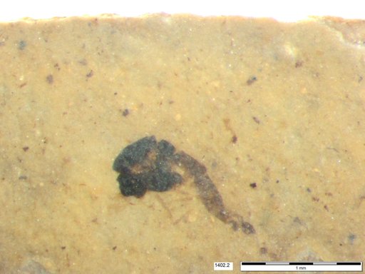 Chaoboridae