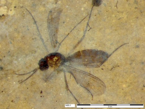 Mycetophilidae