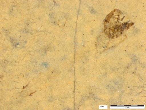 Genus sp