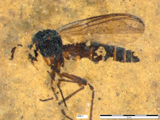 Diptera