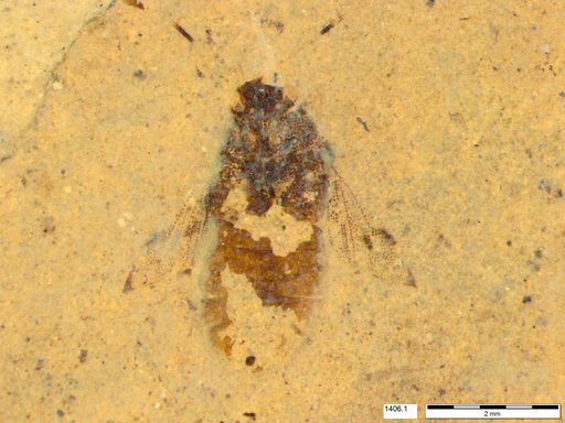Genus sp