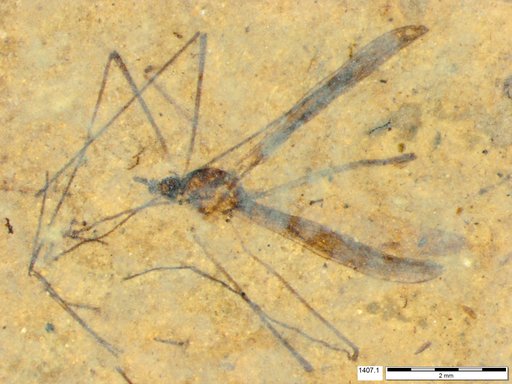 Diptera