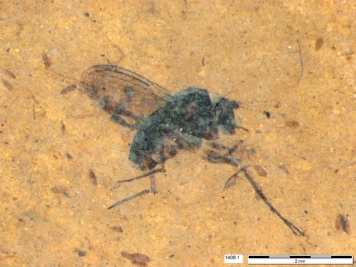 Diptera