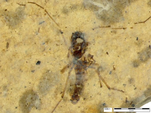 Diptera