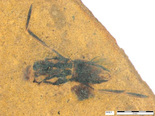 Notonectidae