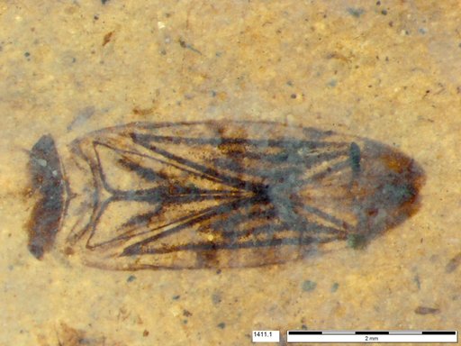 Corixidae