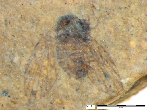 Psychodidae
