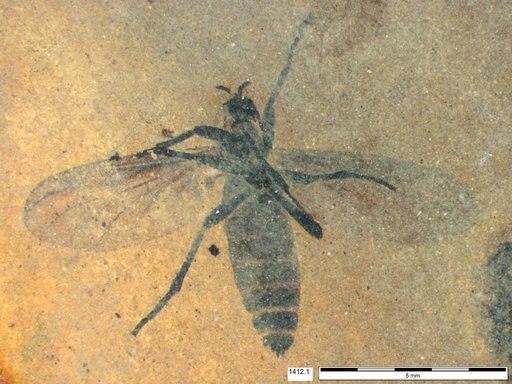 Genus sp