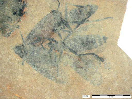 Genus sp