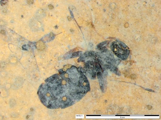 Ichneumonidae