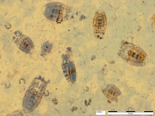 Corixidae