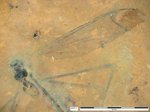 Diptera