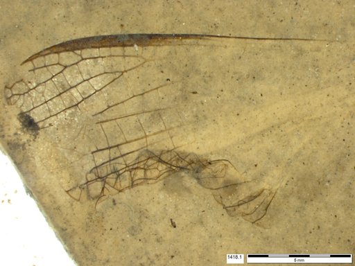 Insecta