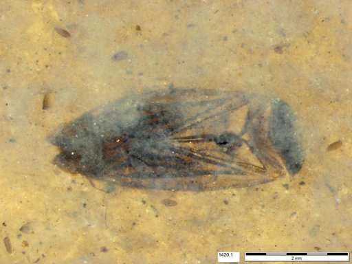 Corixidae