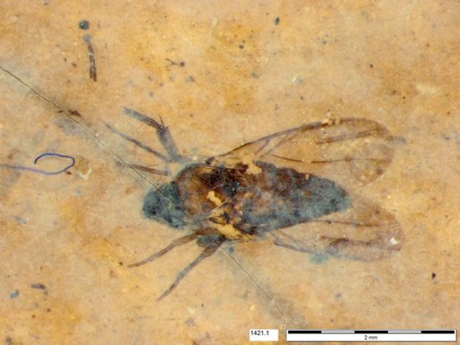 Phoridae