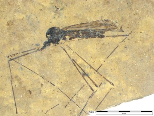 Diptera