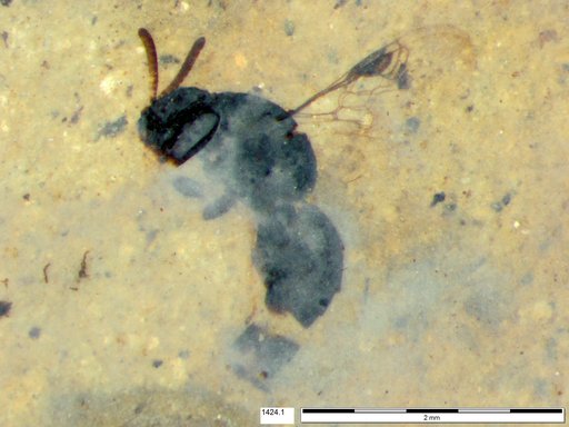 Genus sp
