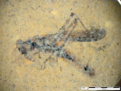Genus sp