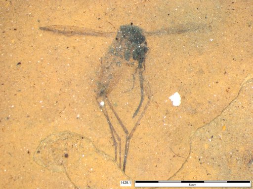Genus sp