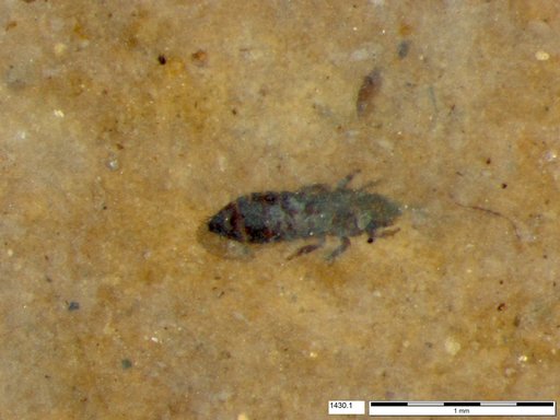 Genus sp