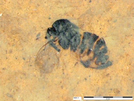 Genus sp