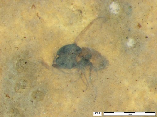 Diptera