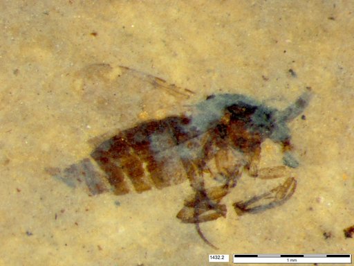 Diptera