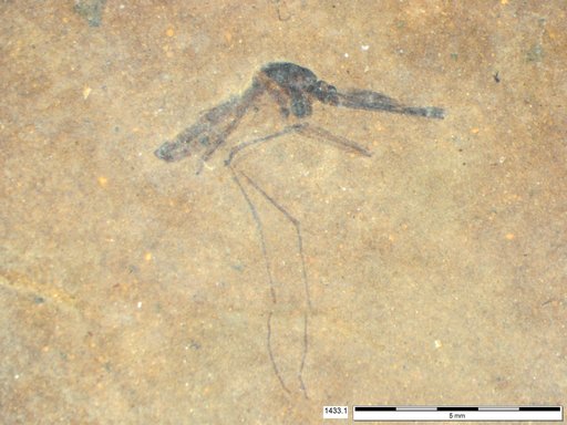 Genus sp