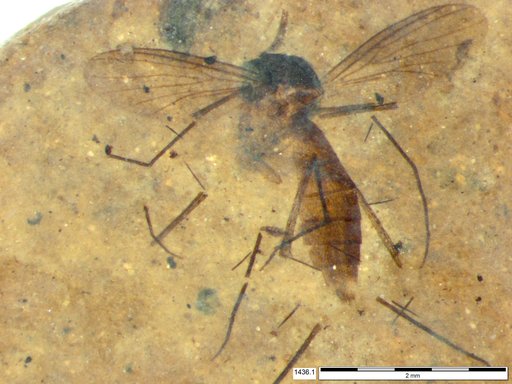 Mycetophilidae