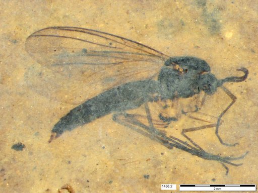 Diptera