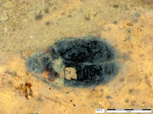 Chrysomelidae