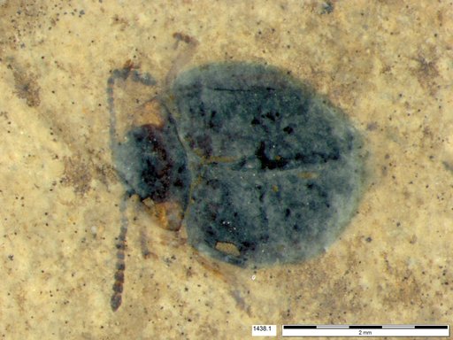 Chrysomelidae