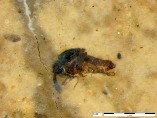 Diptera