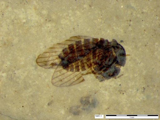 Psychodidae
