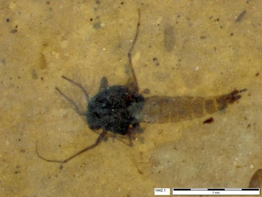 Diptera
