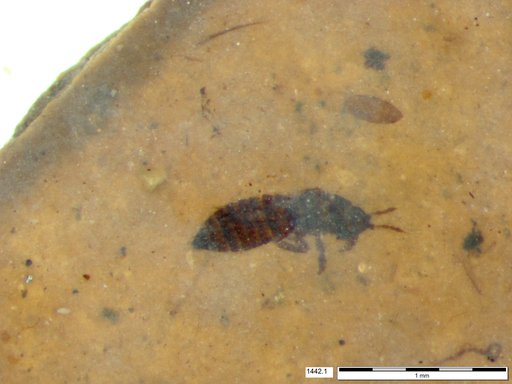 Genus sp