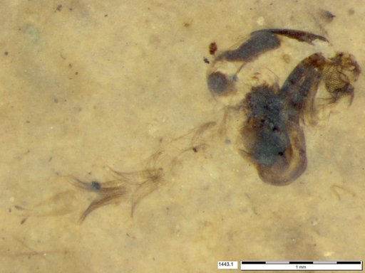 Chaoboridae
