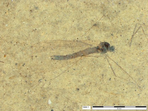 Diptera