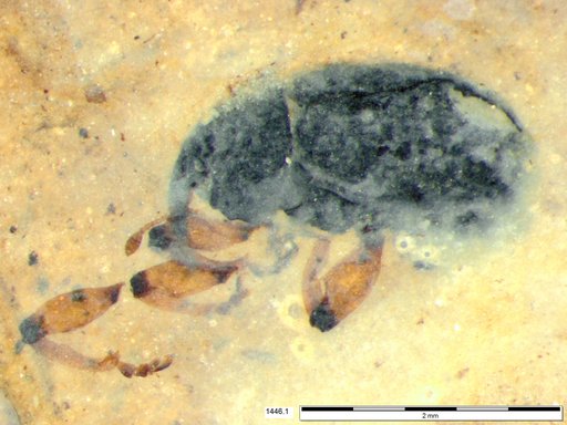 Genus sp