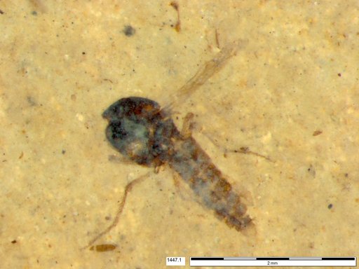 Diptera