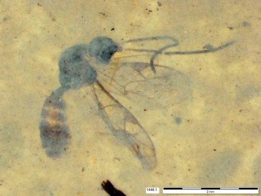 Ichneumonidae