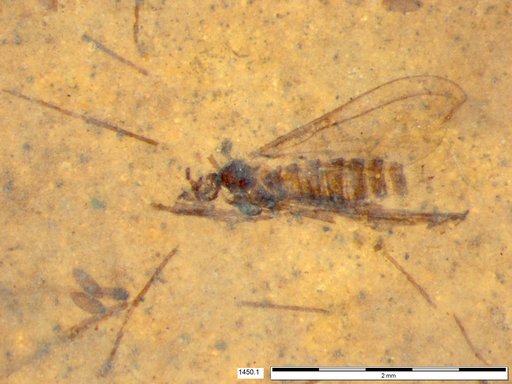 Diptera