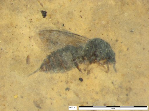 Diptera
