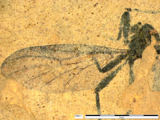 Genus sp