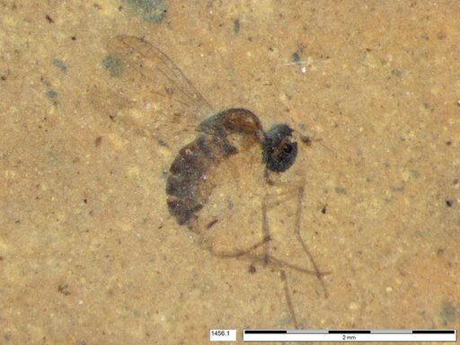 Diptera