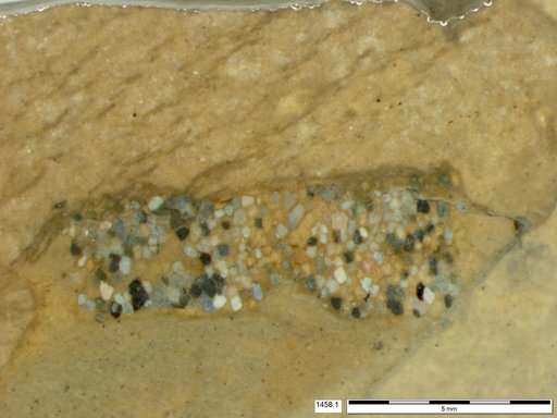 Genus sp