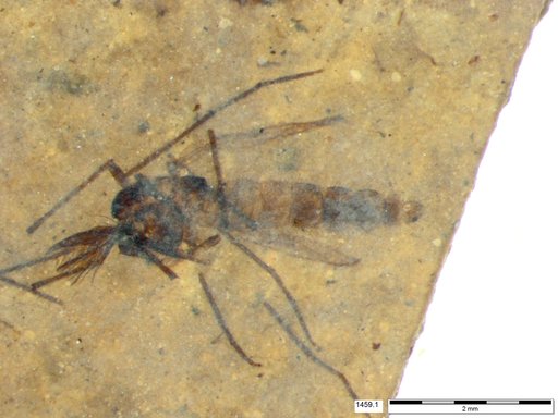 Diptera
