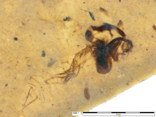 Chaoboridae