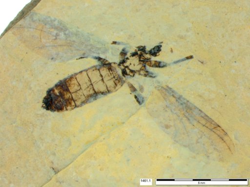 Genus sp